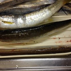 タチウオ爆釣、そしてカマスにアナゴ!よく釣れた!